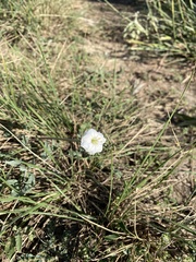Acleisanthes longiflora