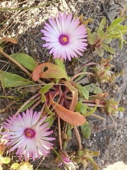 Cleretum bellidiforme