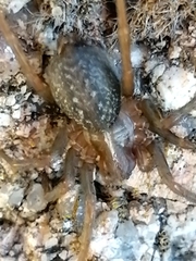 Lycosoides coarctata