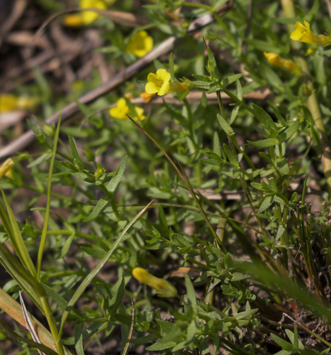 Gratiola lutea, photograph 5