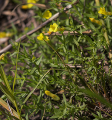 Gratiola aurea
