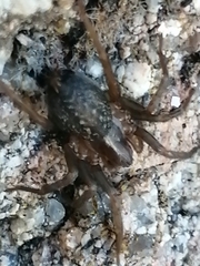 Lycosoides coarctata