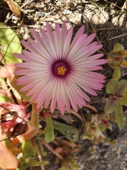 Cleretum bellidiforme