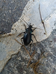 Carabus germarii