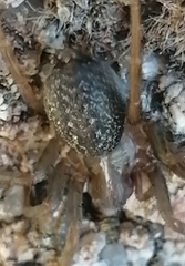Lycosoides coarctata