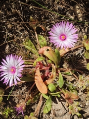 Cleretum bellidiforme