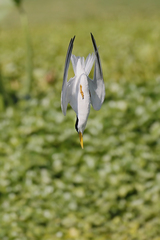 Sternula superciliaris