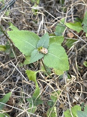 Orsilochides stictica