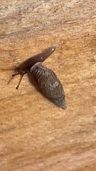 Clausiliidae