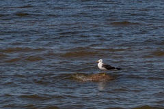 Larus fuscus fuscus