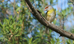 Cyclarhis gujanensis