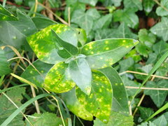 Puccinia vincae