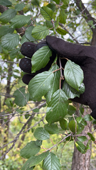 Rhamnaceae