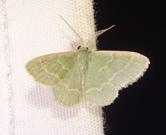 Chlorochlamys phyllinaria