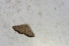 Eublemma terminimaculata