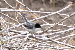 Curruca melanocephala