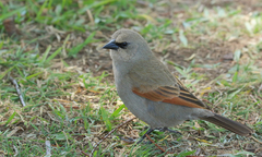 Agelaioides badius