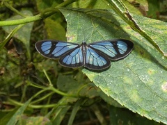 Ithomiola floralis