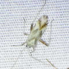 Miridae
