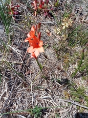 Watsonia stenosiphon