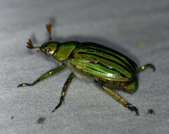 Chrysina gloriosa
