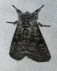 Pseudopanthea palata