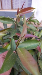 Syzygium cumini