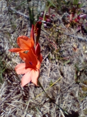 Watsonia stenosiphon