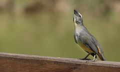 Saltator coerulescens