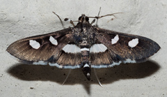 Desmia funeralis