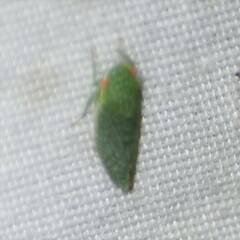 Rugosana