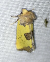 Stiria intermixta