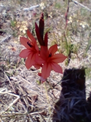 Watsonia stenosiphon