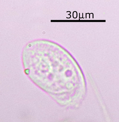 Chilodonellidae