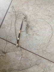 Hystrix africaeaustralis