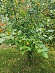 Malus prunifolia