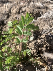 Sanguisorba minor