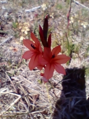 Watsonia stenosiphon