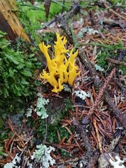 Calocera