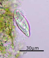 Chilodonellidae