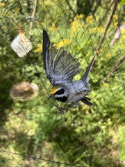 Vermivora chrysoptera