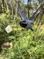 Vermivora chrysoptera