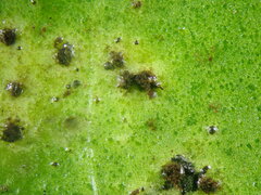 Puccinia vincae