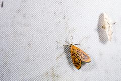Tyspanodes striata
