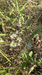 Symphyotrichum ericoides