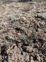 Lomatium nevadense parishii