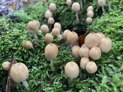 Coprinellus micaceus