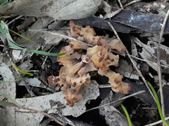 Clavulina vinaceocervina
