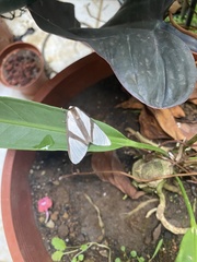 Turuptiana obliqua