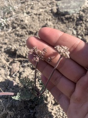 Lomatium nevadense parishii